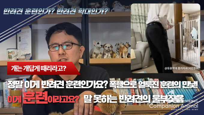 반려견 훈련, 폭력과 학대 논란… "이게 과연 훈련인가?”